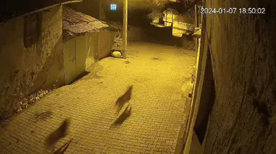 Şehre inen kurdu sokak köpekleri kovaladı