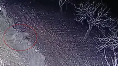 Nesli tükenme tehlikesi olan çizgili sırtlan kameraya yakalandı