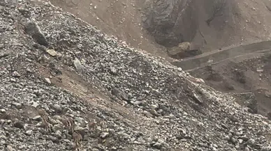 Yaban keçileri sürü halinde görüntülendi