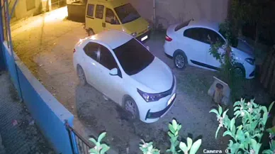 Domuz yavrusu şehre indi
