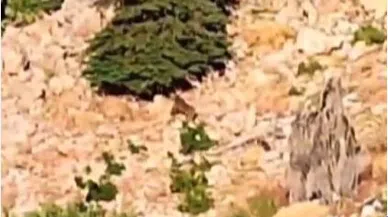 Kahramanmaraş'ta dağda gezinen ayılar kamerada