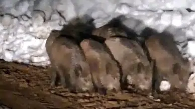 Yiyecek arayan domuz sürüsü köy yolunda görüntülendi
