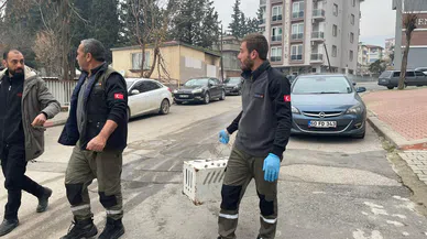 Hasta sokak kedisi tedavi altına alındı