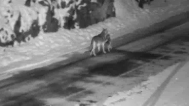 Aç kalan kurtlar sokak köpeğini avladılar