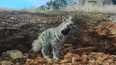 Çizgili Sırtlan fotokapana yansıdı