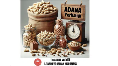 Adana yerfıstığı üretiminde Türkiye birincisi