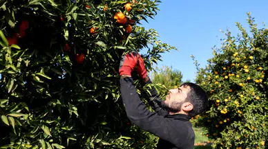 Adana'da mandalina yüz güldürüyor