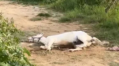 Yerde Yatan Atın Görüntüsü Korkuttu