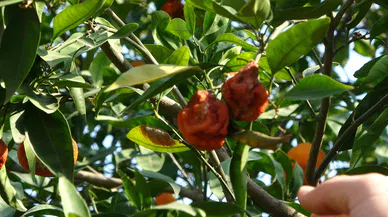 Narenciye bahçede kaldı