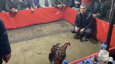 98 kişi horoz dövüştürürken suçüstü yakalandı