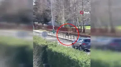 Kasabaya inen ayı, sokaktaki 2 kişiyi yaraladı