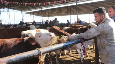 Bakan Yumaklı, depremzedelere büyükbaş hayvan dağıtımına katıldı