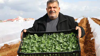 Bu sene karpuzun kilogram fiyatı 5 lira olacak