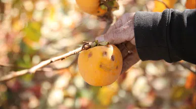 Dolu hurma bahçelerini vurdu