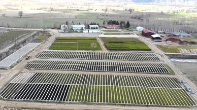 Yetiştirilen fidanlar toprakla buluşacak