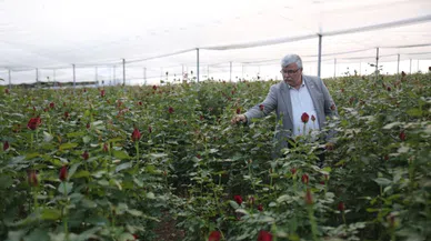 Gül kazandırdı, üretici çoğaldı
