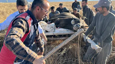 Kaybolan ineği sedye ile kurtardılar