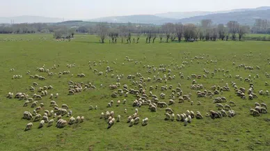 Meralarda Yeni Sezon Hazırlıkları Başladı