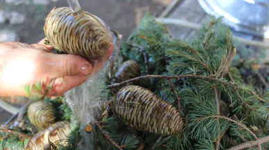 Sedir kozalakları kışın kazanlarda şifaya dönüşüyor