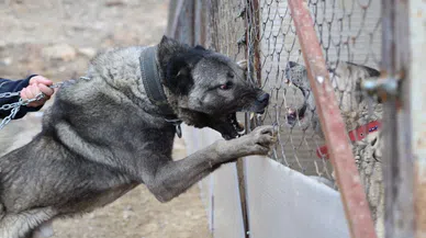 Sınır ötesi güvenliği için kangal tavsiyesi