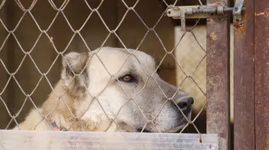 Sokak köpeklerinde kurt özellikleri görülmeye başlandı