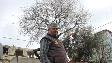 Şubat ayında çiçek açan badem ağacı vatandaşları şaşırttı