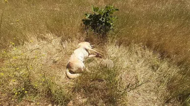 Bodrum'da kedi ve köpek katliamı
