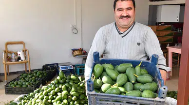 Avokado üreticileri hasat yaptı