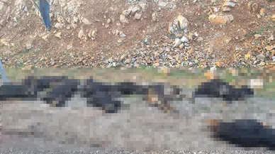 Yıldırım düştü, 17 koyun telef oldu