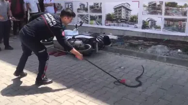 Cadde üzerinde yılan paniği