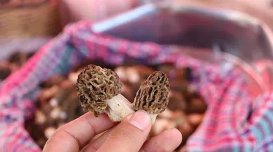 Kuzugöbeği Mantarı 1500 TL’den satıldı