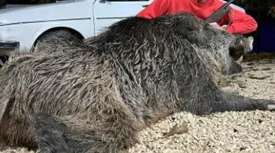 Bahçesine tebelleş olan dev domuzu, 7 yılın sonunda öldürdü