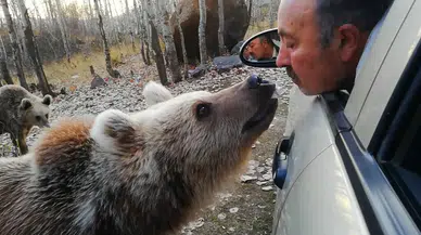 Boz ayıyı bu sefer ağzıyla besledi