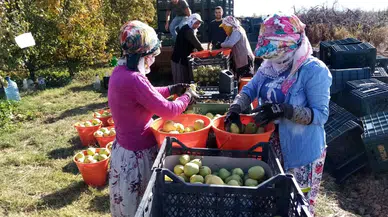Deveci armudu fiyatı yüzleri güldürdü