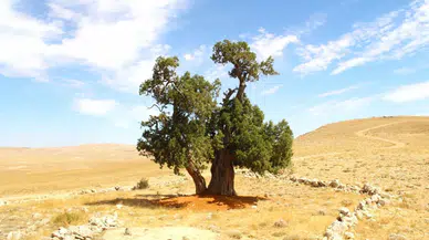 Kahramanmaraş'ta 7 asırlık yalnız ardıç ağacı