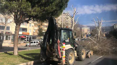 Kahramanmaraş'ta ağaç budama ve kışlık bakım sezonu başladı