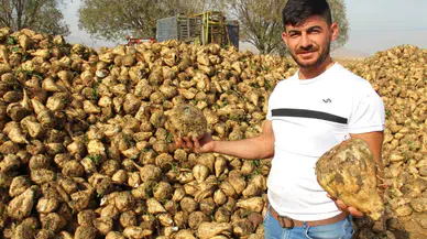 Kahramanmaraş’ta şeker pancarı hasadı başladı