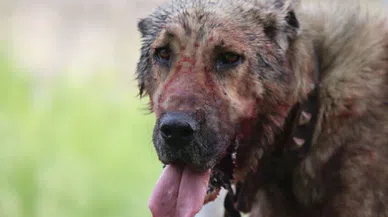 Sokak köpeği saldırısında ağır yaralanan çocuktan 'köpekler toplansın' çağrısı