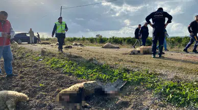 Otomobil koyun sürüsüne daldı 50 hayvan telef oldu