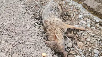 Türkoğlu'nda sulama kanalına düşen yaralı çakal kurtarıldı