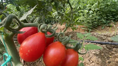 Yerli ve milli 50 çeşit hibrit tohumu 35 ülkeye ihraç ediyor