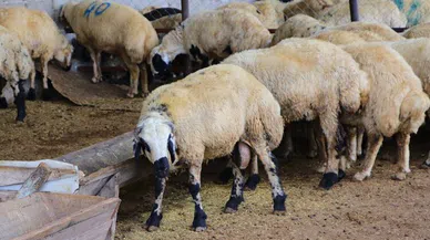 Küçükbaş kurbanlıkların fiyatları belirlendi