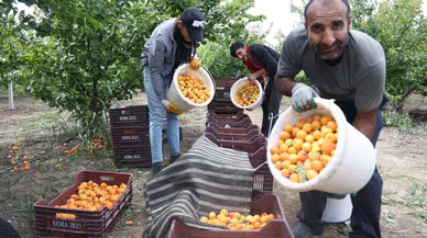 Enkaz kentte kayısı hasadı