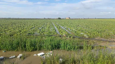 Sağanak ve dolu tarım arazilerine zarar verdi