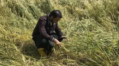 Osmaniye’de sağanak tarım arazilerine zarar verdi