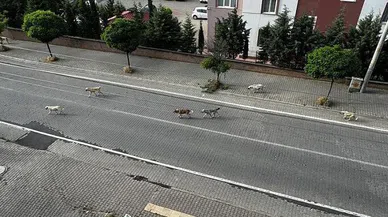 Başıboş sokak köpekleri konusu ne olacak?