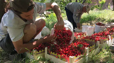 Mersin'de turfanda kiraz hasadı başladı
