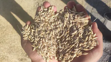 Elbistan’da buğday hasadı başladı
