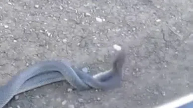 Kahramanmaraş'ta yılanların dansı