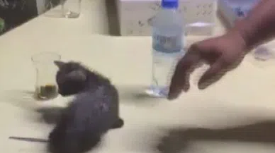 Su borusuna sıkışan yaramaz kedi, boru kesilerek kurtarıldı